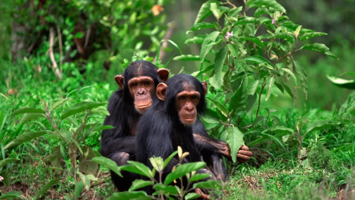 Chimpanzee-trekking-Rwanda