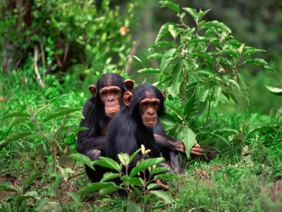 Chimpanzee-trekking-Rwanda