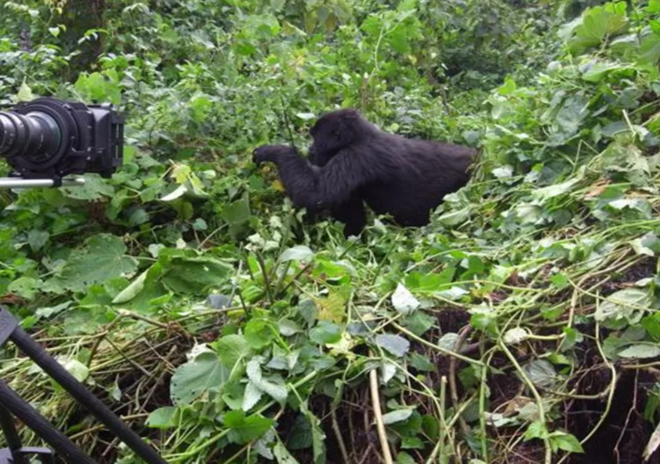 Filming-mountain-gorillas