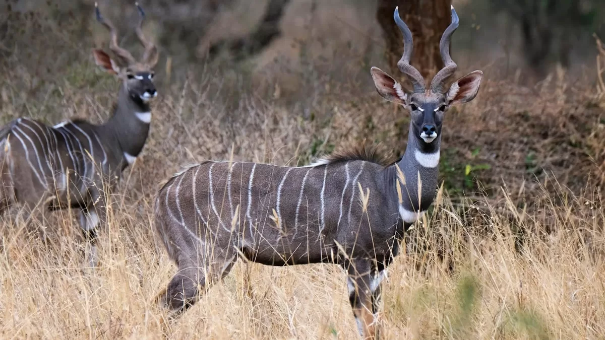 Kudus-in-matheniko-game-reserve