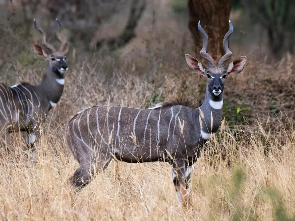 Kudus-in-matheniko-game-reserve